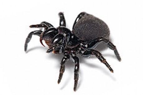 270px-Mouse_spider.jpg